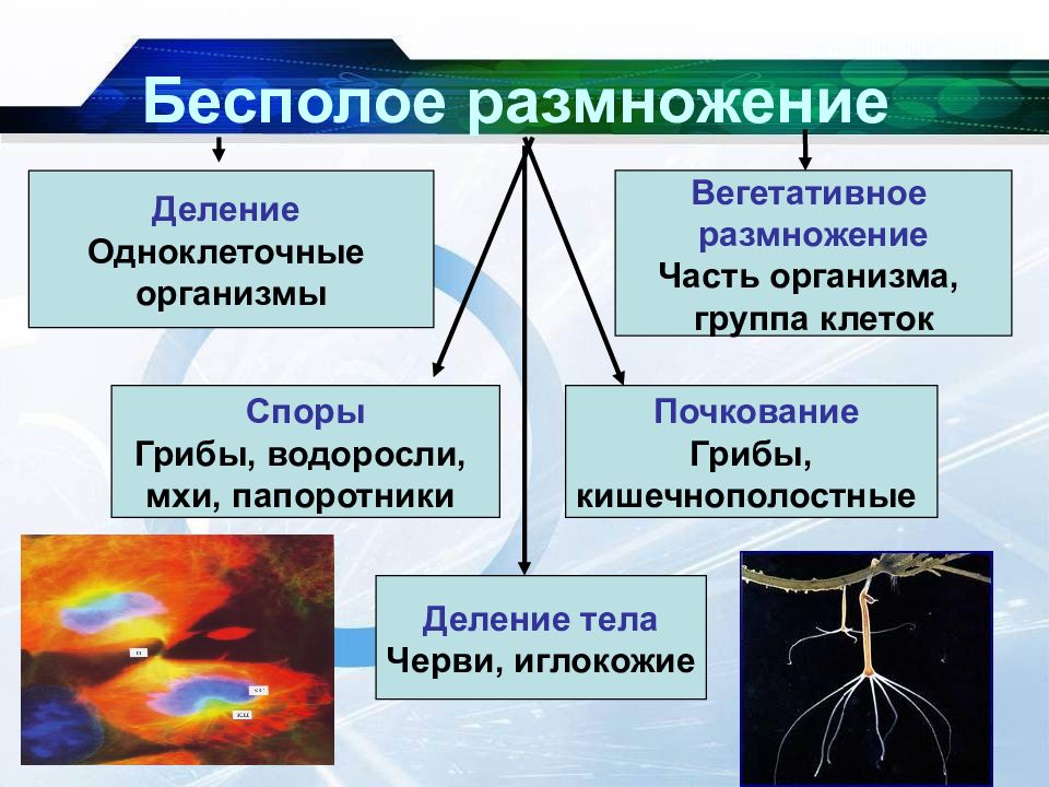 Общие закономерности волновых процессов различной природы. Общие закономерности биологии. Общие биологические закономерности. Организмы и группы организмов червей. Биологические закономерности свойственные человеческому организму.