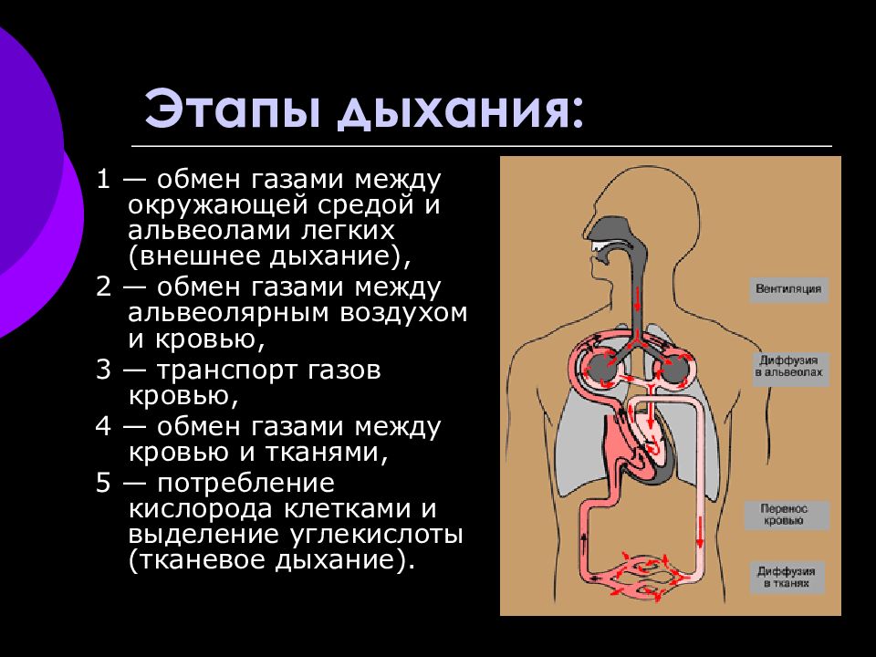 Схема процесса дыхания