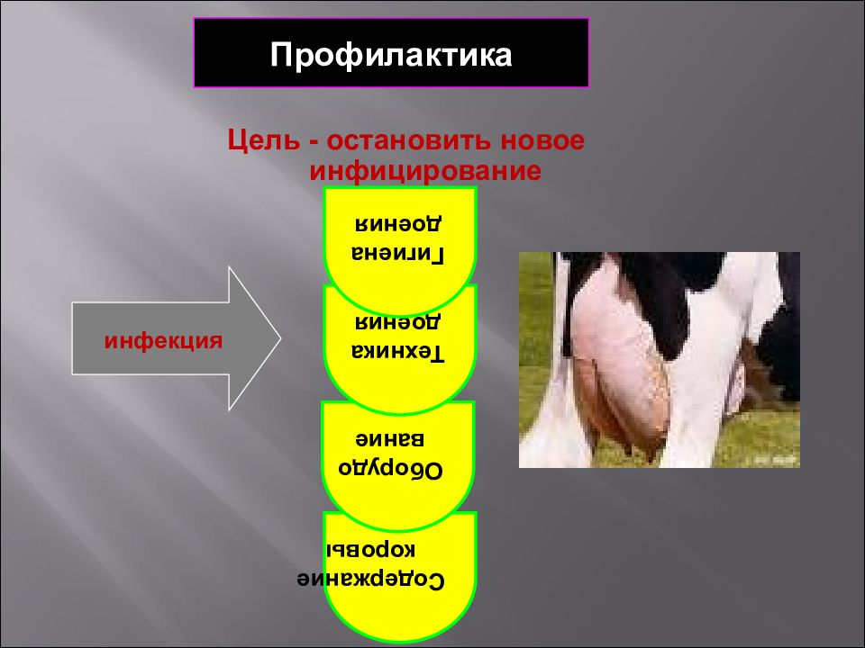 Фактор молока. Факторы и заражения молока. Факторы влияющие на качество молока. Влияние болезней животных на качество молока. Факторы, влияющие на выбор молока.