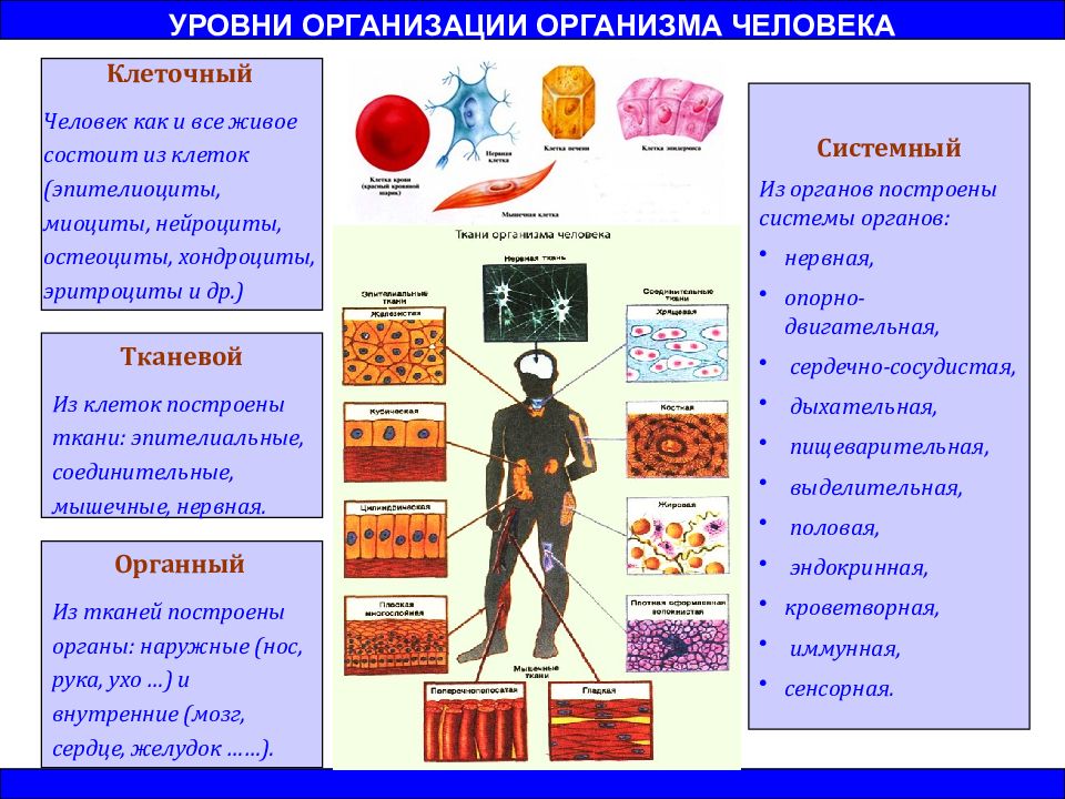 Строение организма человека 8 класс презентация пасечник