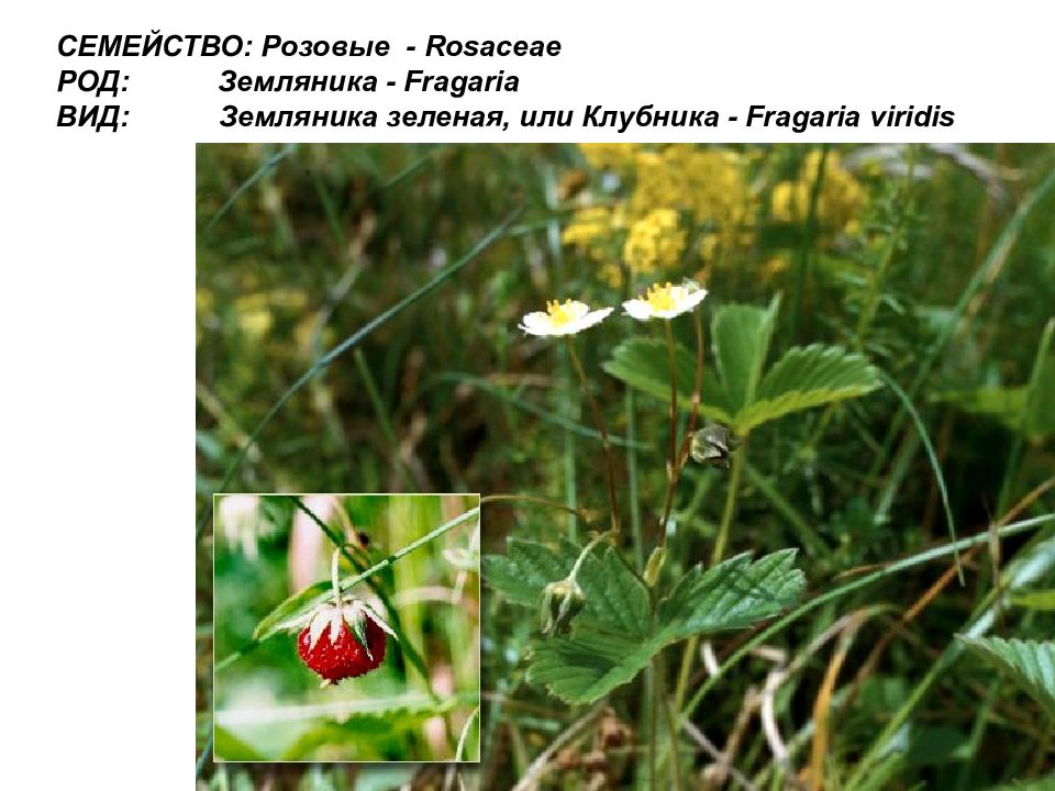 нпк тема дьэдьэн. растения семейства розоцветные клубника. клубника плод многоорешек. классификация растений клубника. клубника тип плода.