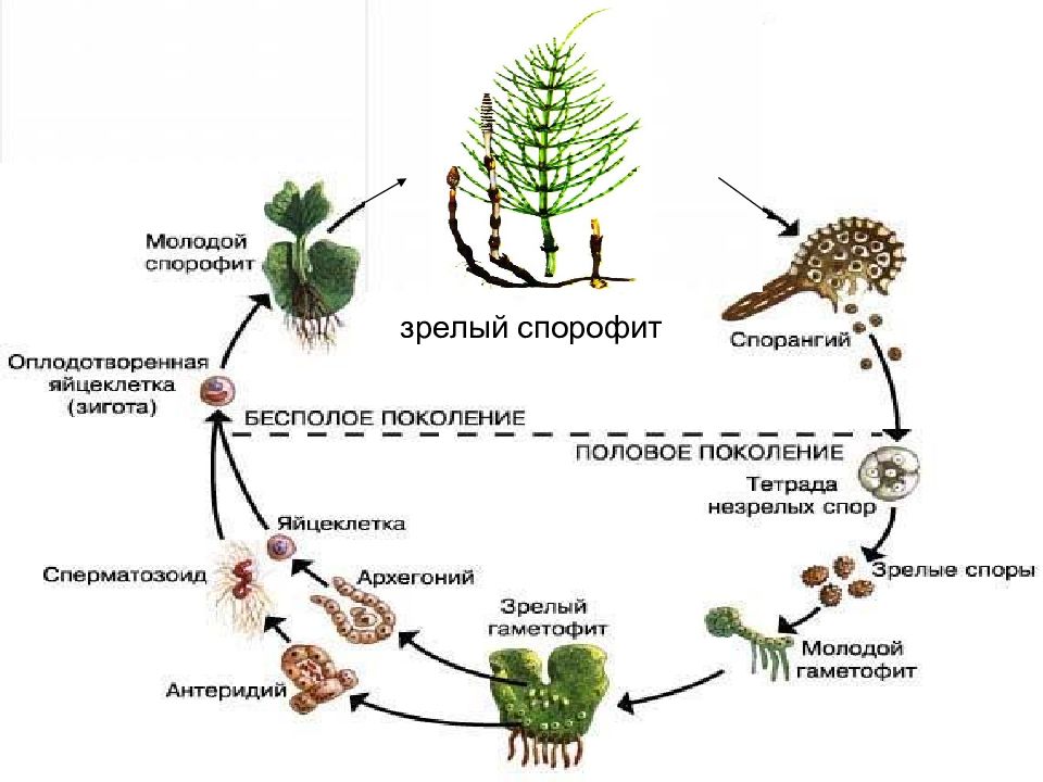 Развитие хвощей картинки