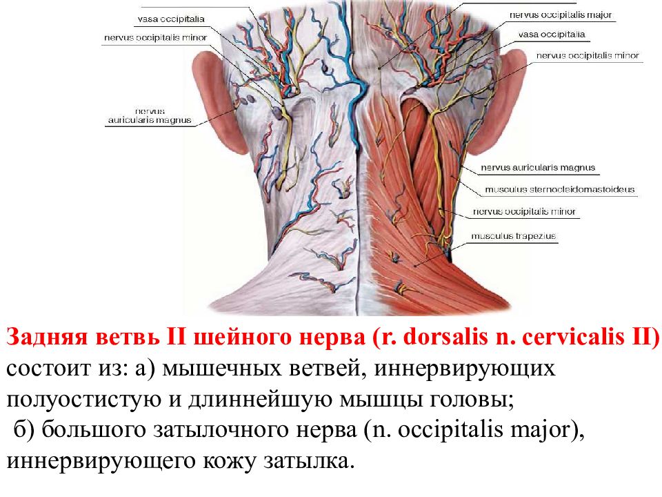 Полуостистая мышца шеи