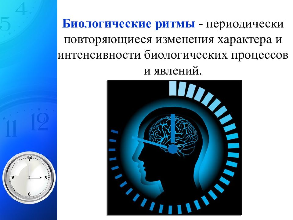 Биологические ритмы. Биоритмы внутренние часы человека. Биоритмы картинки. Биологические ритмы картинки для презентации.