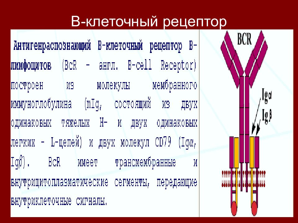 B рецептор. Строение b клеточного рецептора. Строение BCR рецептора иммунология. Строение антигенраспознающего рецептора b- лимфоцитов (BCR).. Строение TCR И BCR рецепторов.