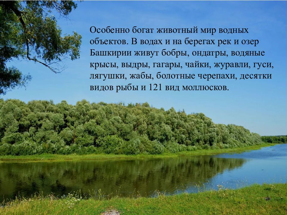 Особенно богат. Растительный и животный мир Башкортостана. Растительный мир Башкортостана презентация. Растительность и животный мир Башкирии. Обитатели рек и озер Башкортостана.