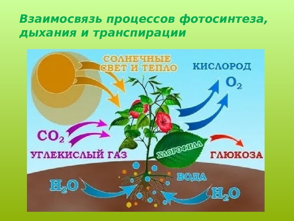 Презентация по теме фотосинтез