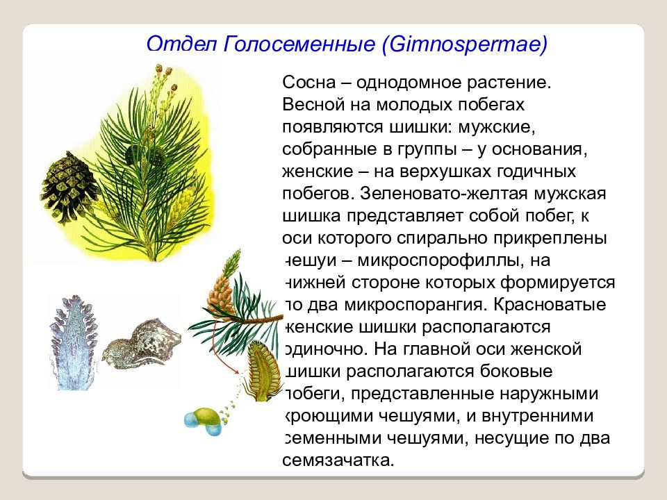 Биология 7 класс отдел голосеменные растения. Отдел Голосеменные растения хвойные. Однодомные Голосеменные растения. Отдел Голосеменные сосна 6 класс Пономарева. Потомки голосеменных растений.