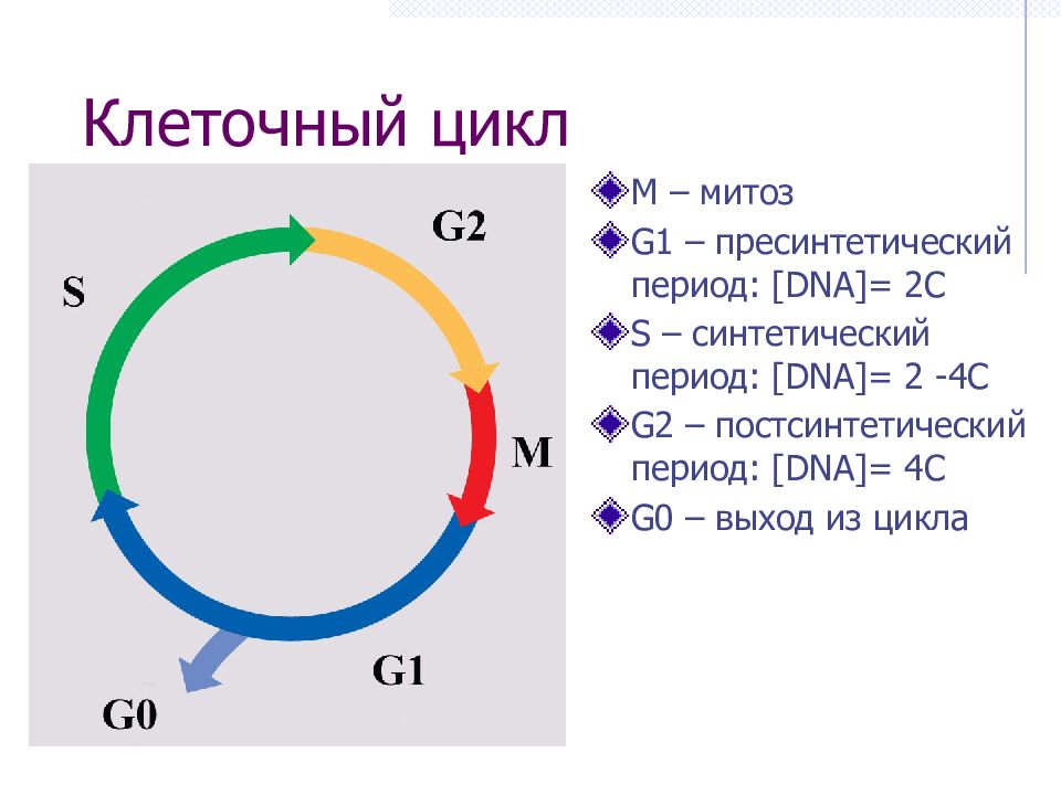 Установите последовательность процессов жизненного цикла клетки. G1 s g2 клеточный цикл. G1 фаза клеточного цикла. Фаза клеточного цикла g1 и g2. Жизненный цикл клетки m g1 s g2.