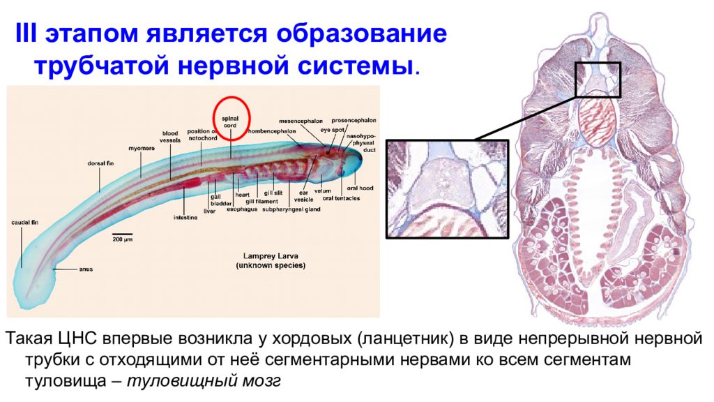 Образование трубчатой нервной системы. Этапы филогенеза нервной системы. Трубчатая нервная система человека. Филогенез и онтогенез нервной системы.