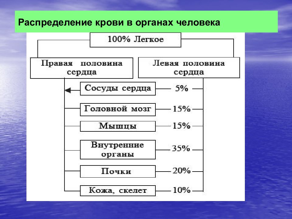 Распределение человека. Распределение крови. Распределение крови в организме человека. Распределение крови по организму. Распределение крови в органах человека.