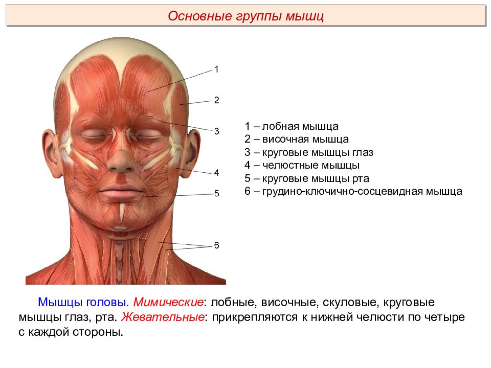 Мышцы головы презентация