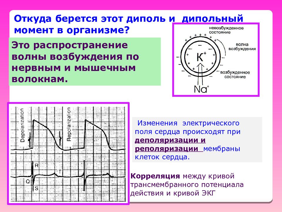 Электрически изменения. Распространение электрической волны возбуждения. Распространение волны деполяризации реполяризации ЭКГ. Трансмембранный потенциал действия ЭКГ. ЭКГ изменение потенциала.
