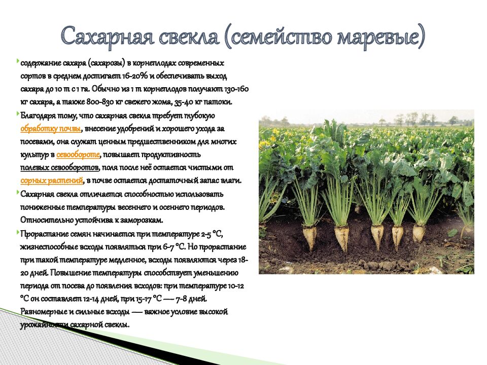 Сахарная свекла (семейство маревые)