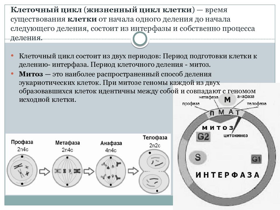Деление клетки митотический цикл. 2 Жизненный цикл клетки: интерфаза. Жизненный цикл клетки митоз мейоз амитоз.