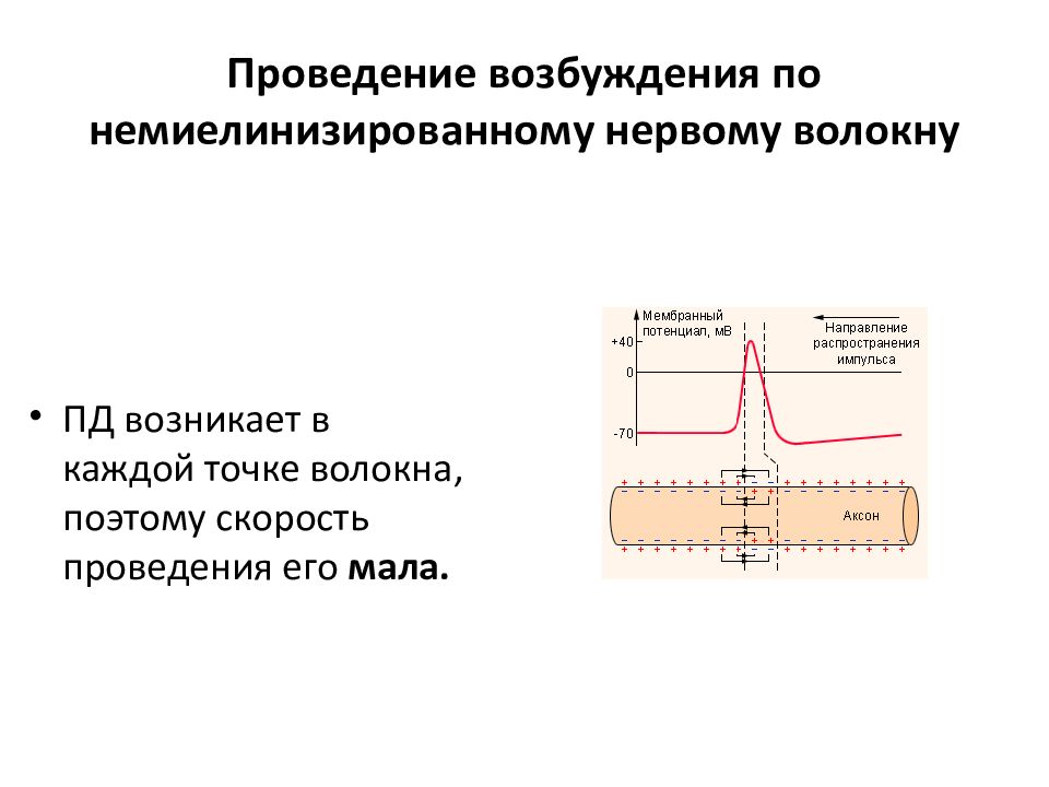 На рисунке ниже изображена схема передачи потенциала действия в миелинизированном нервном волокне