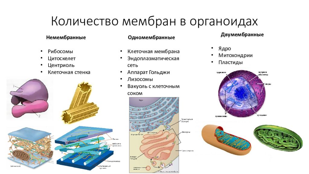 Мембрана сколько