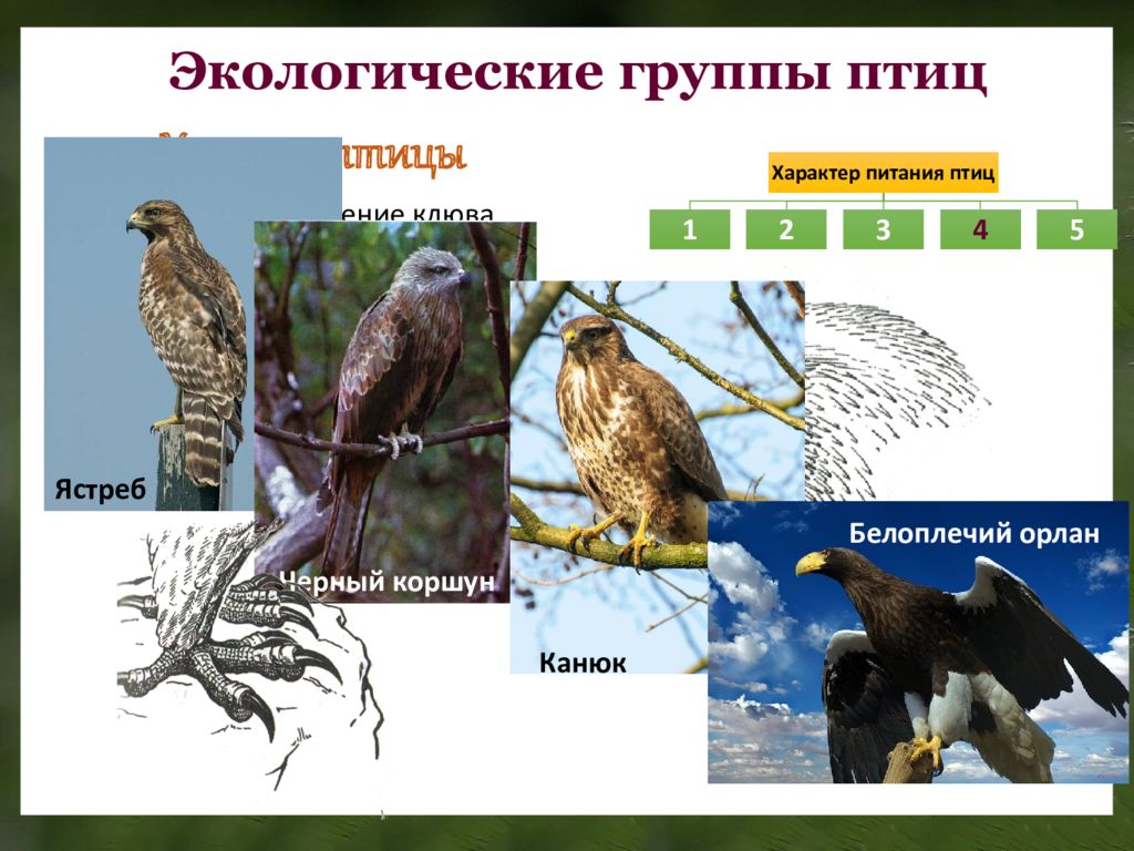 Экологические птицы. Многообразие птиц по биологии. Все экологические группы птиц. Характеры питания птиц. Экологическая группа Хищные птицы.