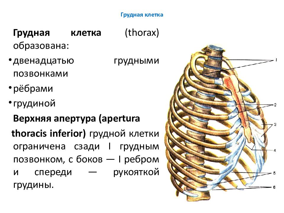 Ребро и позвонок. Скелет человека грудной отдел. Верхняя Апертура грудной клетки. Крепление ребер к позвоночнику.