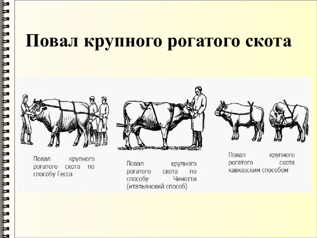 Статья крупного рогатого скота. Методы фиксации и повала КРС. Повал КРС по Гессу. Итальянский способ фиксации КРС. Способ Гесса фиксация КРС.