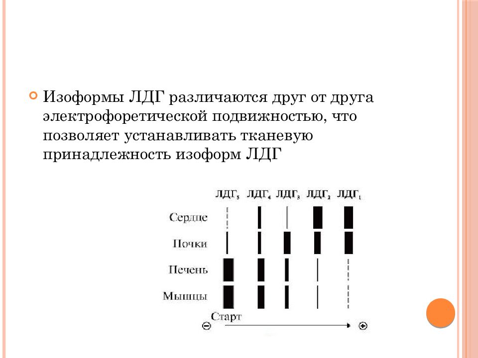 Лдг что это. Изоформы ЛДГ. Изоформы ЛДГ биохимия. Изоформы лактатдегидрогеназы. Методы разделения изоформ ЛДГ.