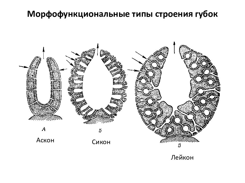 Типы строения. Типы строения губок АСКОН Сикон Лейкон. АСКОН Сикон Лейкон строение.