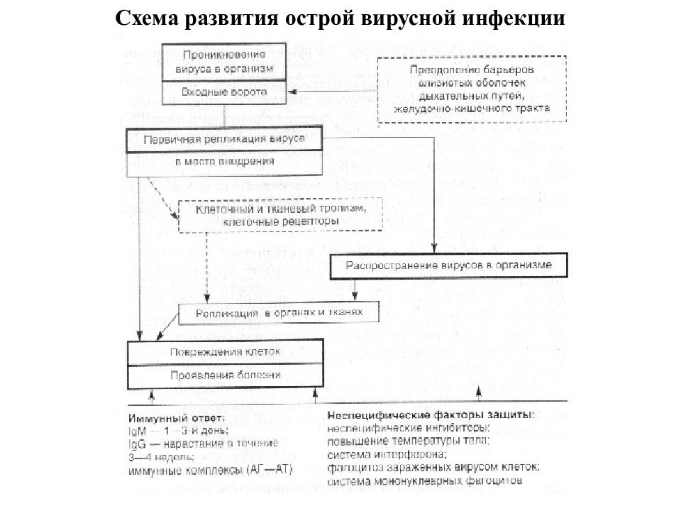 Лечение боррелиоза у детей схема