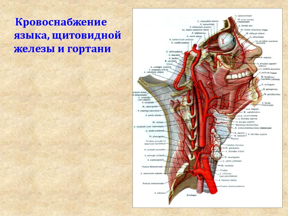 Презентация органы головы и шеи