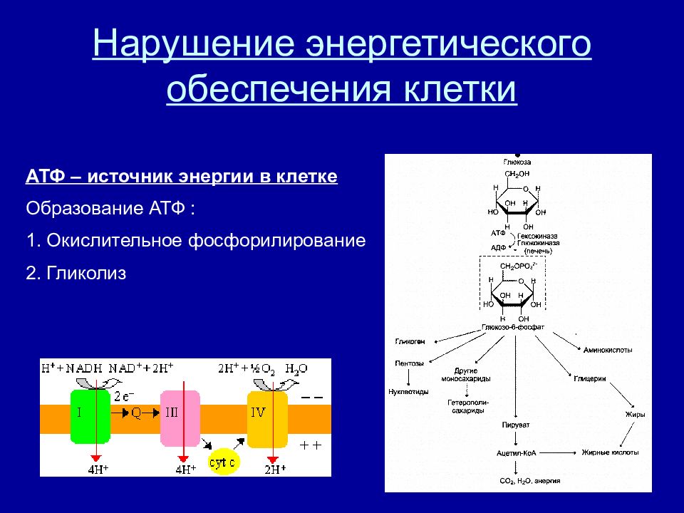 Атф энергетический обмен клетки. Нарушение механизмов энергообеспечения клеток.. Энергообеспечение клетки. Энергетическое обеспечение клетки. АТФ источник энергии в клетке.