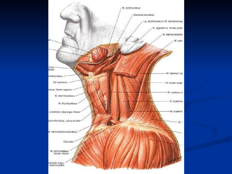 Мышцы шеи спереди фото