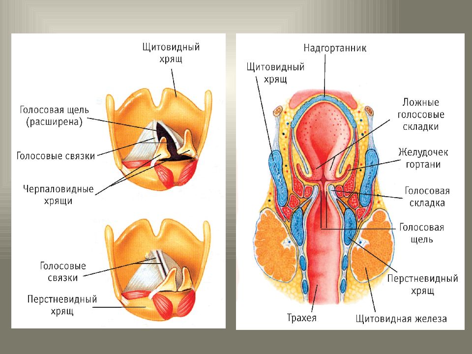 голосовые складки и связки. строение истинных голосовых связок. использование ложных связок. голосовая складка и голосовая связка. голосовые связки образованы:.