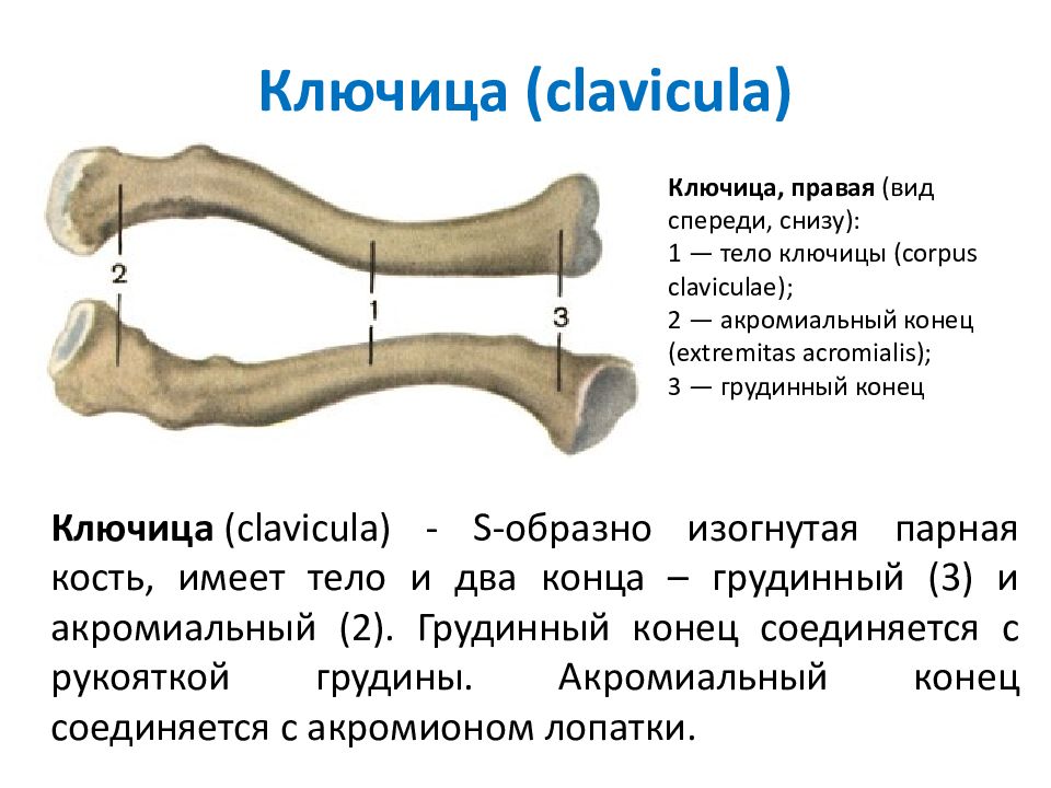 Ключица это. Ключица трубчатая кость. Строение ключицы вид сверху и снизу. Строение ключицы человека.