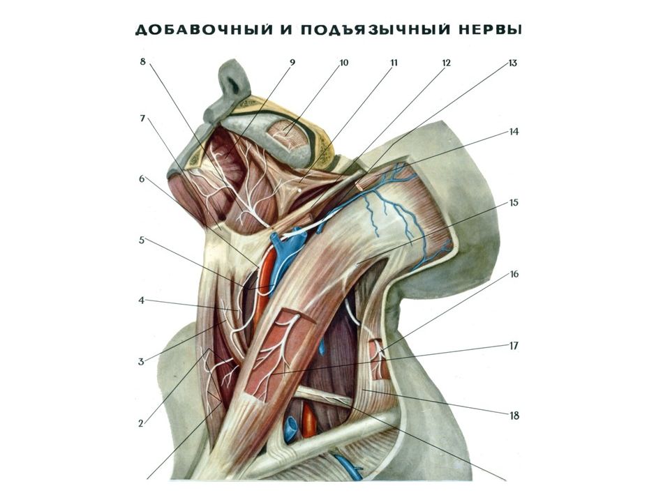 Добавочный нерв схема