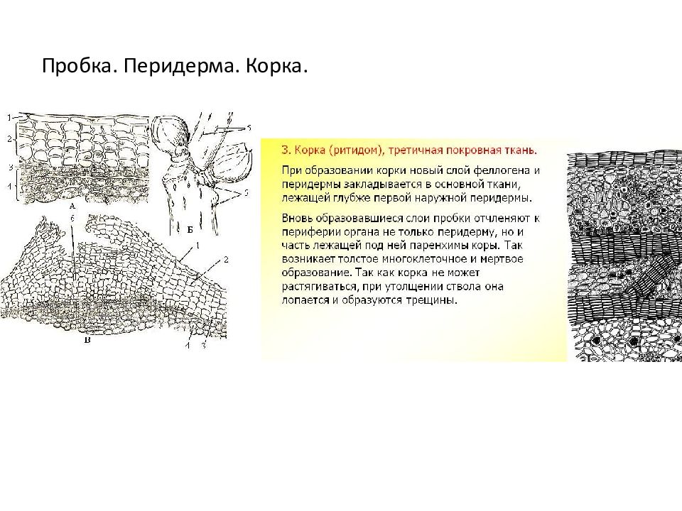 Образовательная ткань особенности строения. Строение перидермы и корки. Образовательная ткань перидермы представлена. Покровная ткань перидерма образована. Перидерма местоположение в растении.