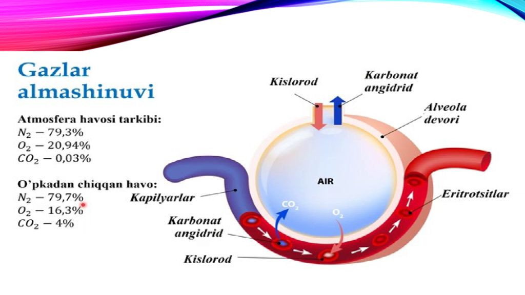 nafas olishning boshqarilishi. Nafas olish organlari kasalliklari nafas olishning boshqarilishi. Nafas olish organlari kasalliklari