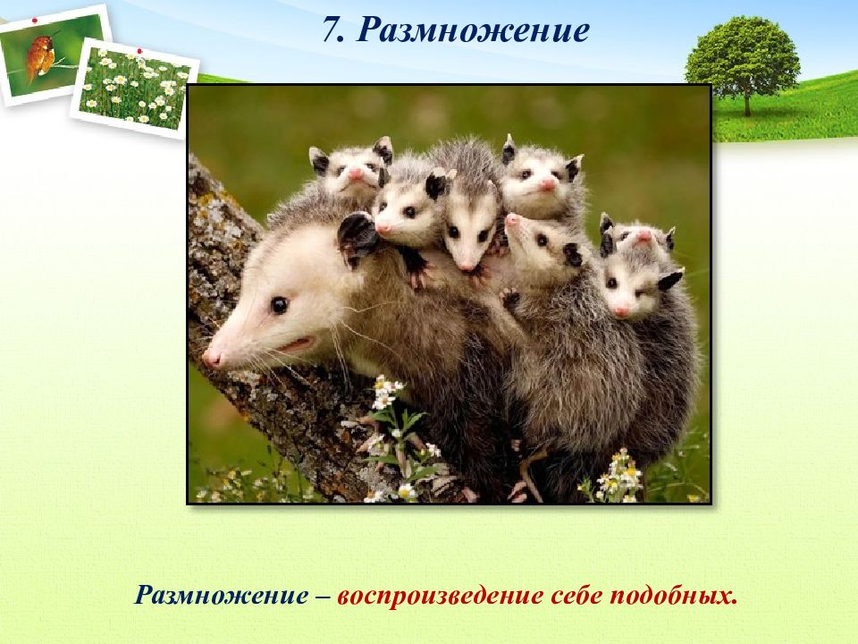 Себе подобных. Размножение воспроизведение себе подобных. Воспроизведение себе подобных. Воспроизведение себе подобных это в биологии. Рождение потомства воспроизведение себе подобных это.