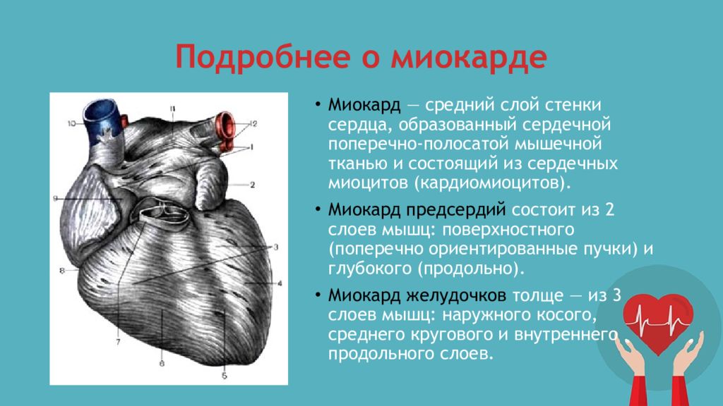 Сердечная стенка образована какой тканью. Поверхности сердца. Средний слой стенки сердца образован. Диафрагмальная поверхность сердца. Миокард средний слой сердца.