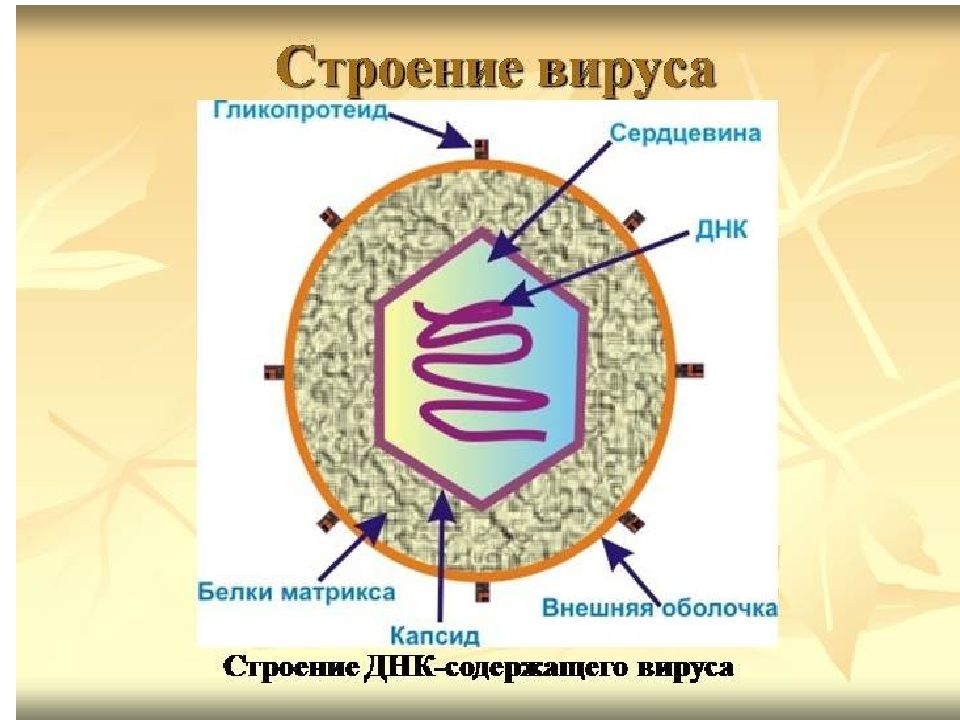 Зарисуйте схему строения вируса 7 класс