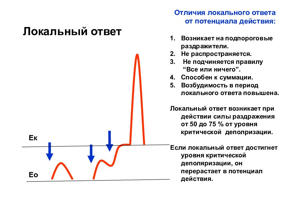 Локальный это. Локальный ответ физиология. Локальный ответ и потенциал действия. Локальный ответ и его фазы.. Фазы локального ответа физиология.