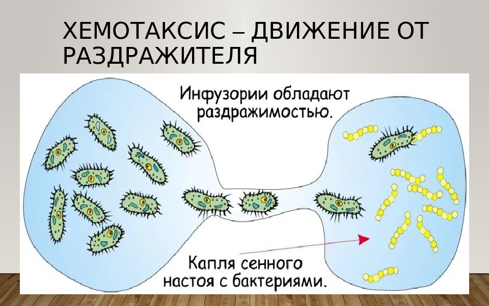 Хемотаксис инфузории туфельки