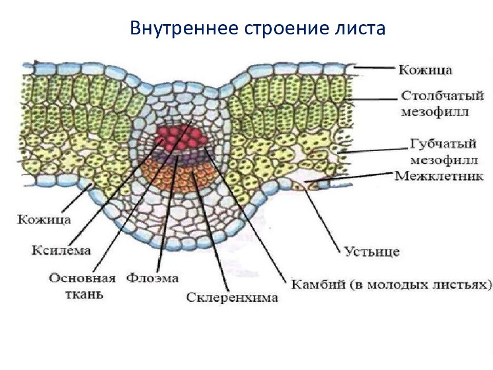 Внешнее строение листа рисунок