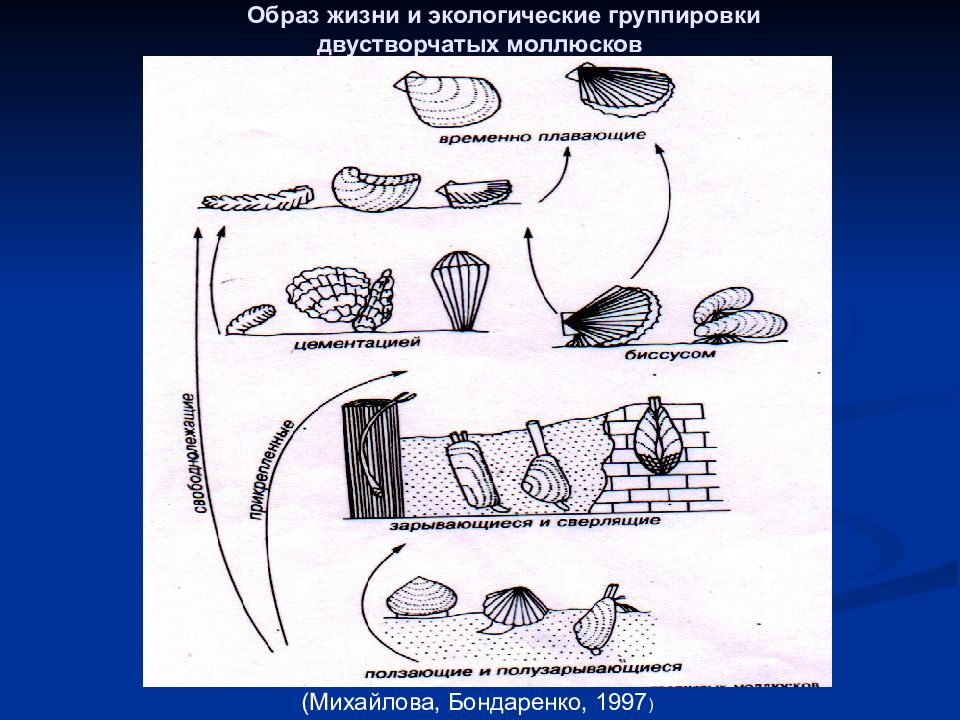 Группировка окружающий. Объект исследования моллюски предмет исследования. Палеонтология Михайлова Бондаренко. Предмет палеонтологии схема. Экологические группы фитонематод