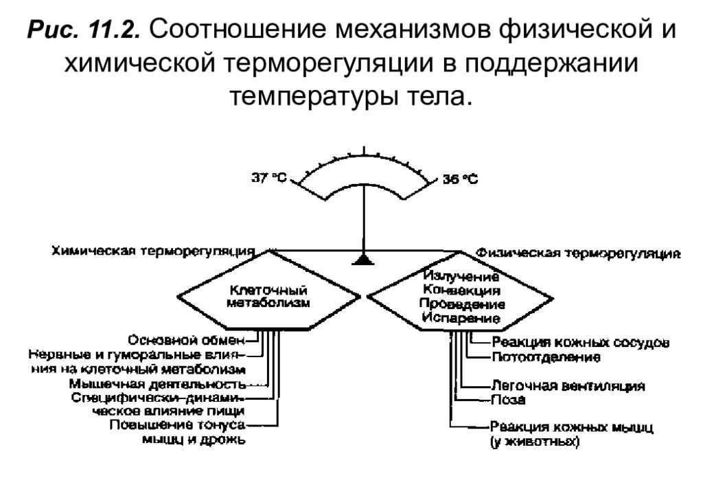 Схема механизма терморегуляции