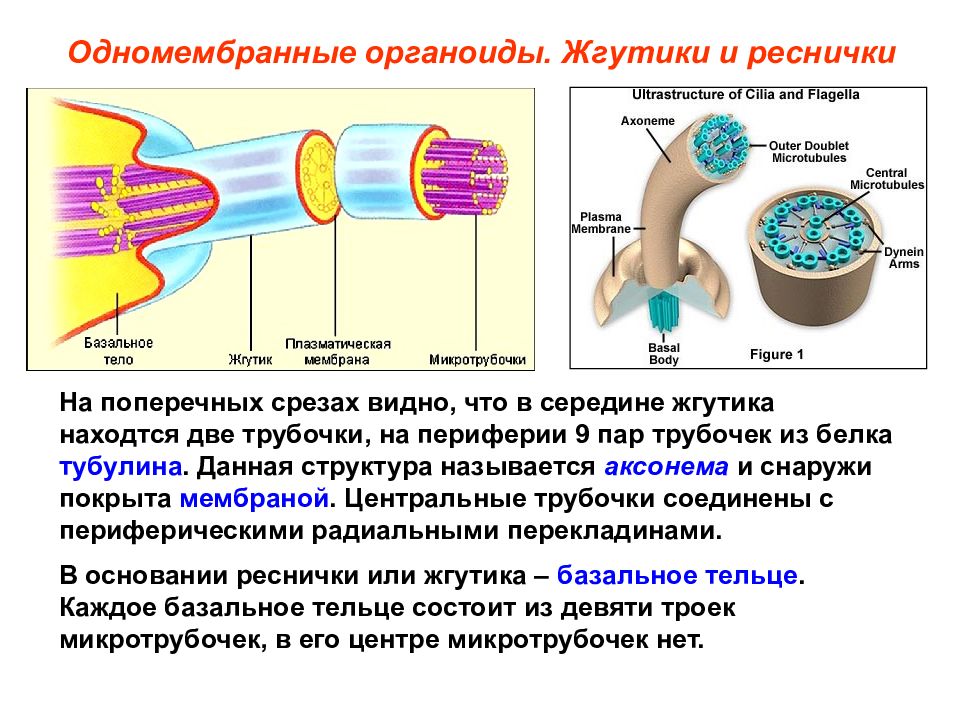 Образуют реснички и жгутики. Строение жгутиков и ресничек эукариотической клетки. Строение ресничек и жгутиков клетки эукариот. Строение и функции ресничек и жгутиков. Реснички структура и жгутика клетки.