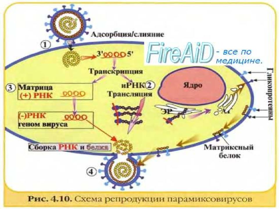 Корь краснуха презентация