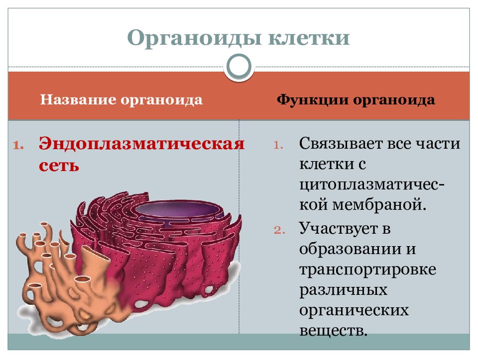 Органоиды клетки и их картинки