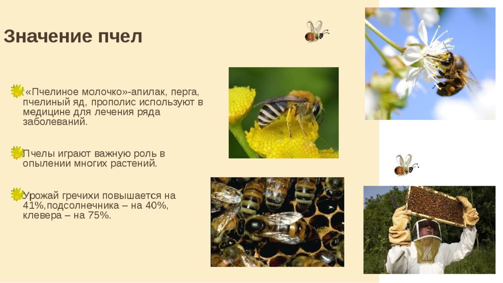 Что используют пчелы. Пчела для презентации. Тема пчел для презентации. Проект на тему пчелы. Значение пчел.