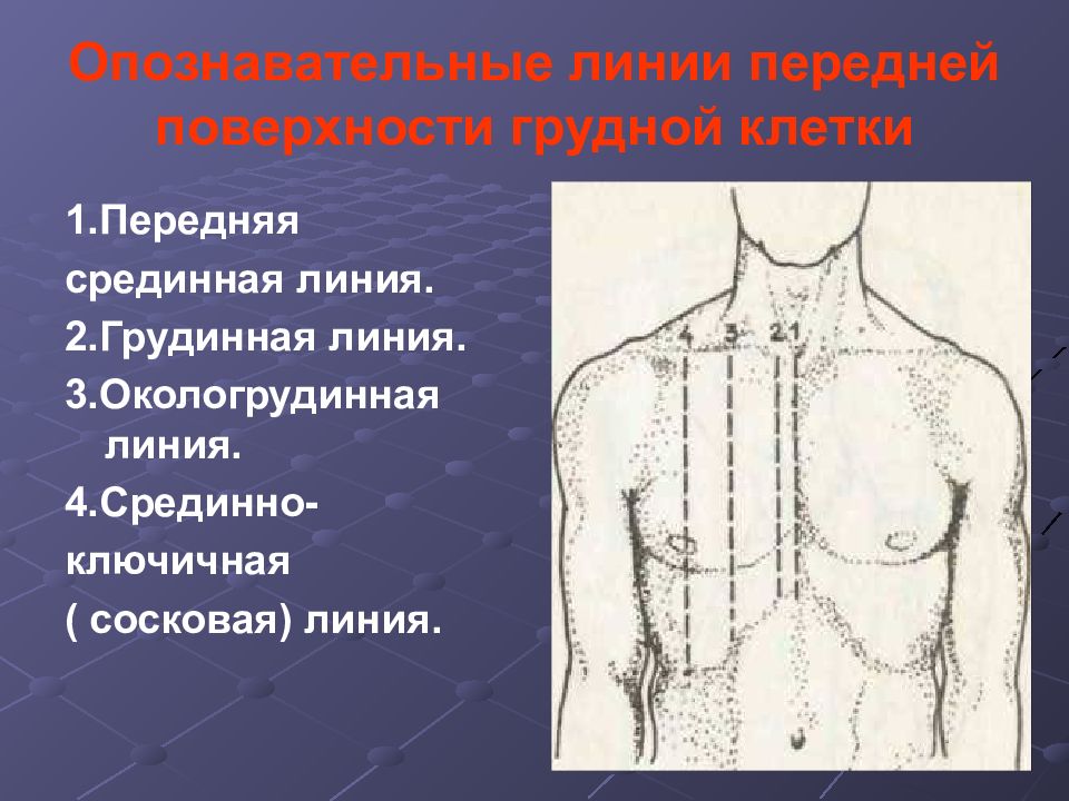 Площадь поверхности грудной клетки. Топографические линии грудной клетки пропедевтика. Грудинная линия грудной клетки. Топографические линии на поверхности грудной клетки. Парастернальная линия грудной клетки.