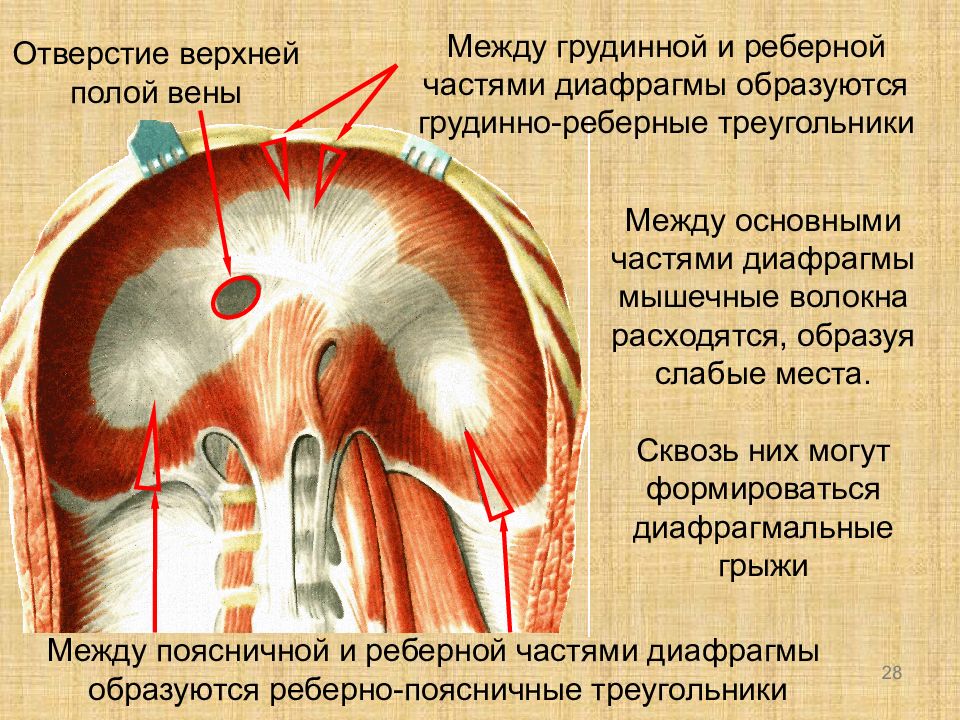 Диафрагма образована тканью. Пояснично реберный треугольник диафрагмы. Грудино реберный треугольник диафрагмы. Диафрагма анатомия грудннореберный. Пояснично реберный треугольник Бохдалека.