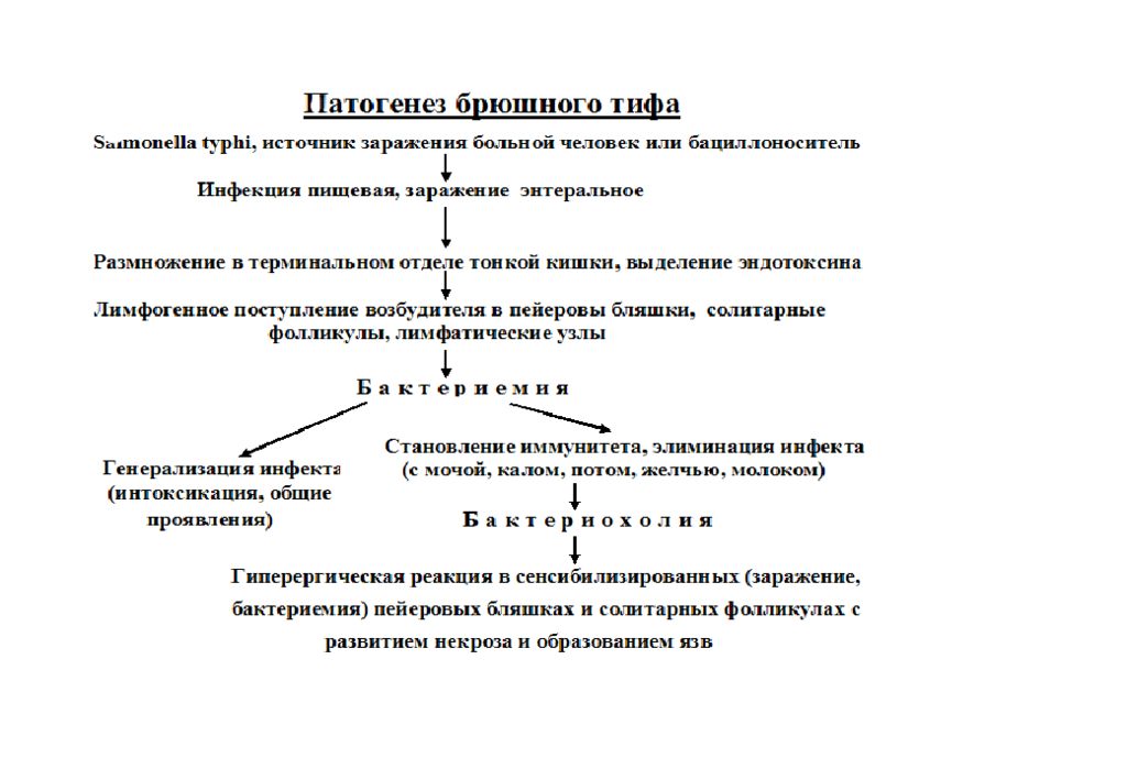 Схема патогенеза сальмонеллеза